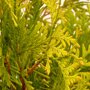 Thuja occidentalis 'Yellow Ribbon'